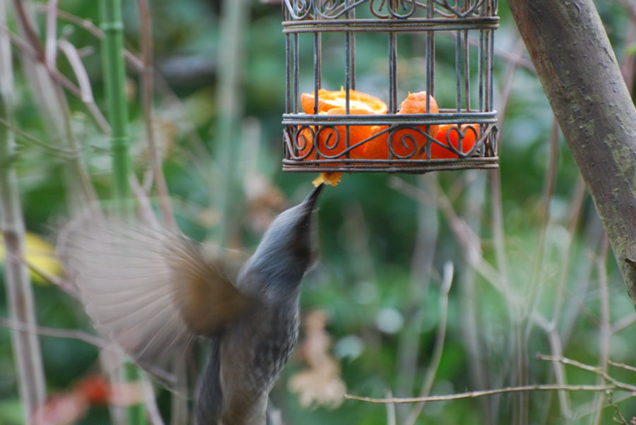 ���傢�����i���V�j�I���W�̒�