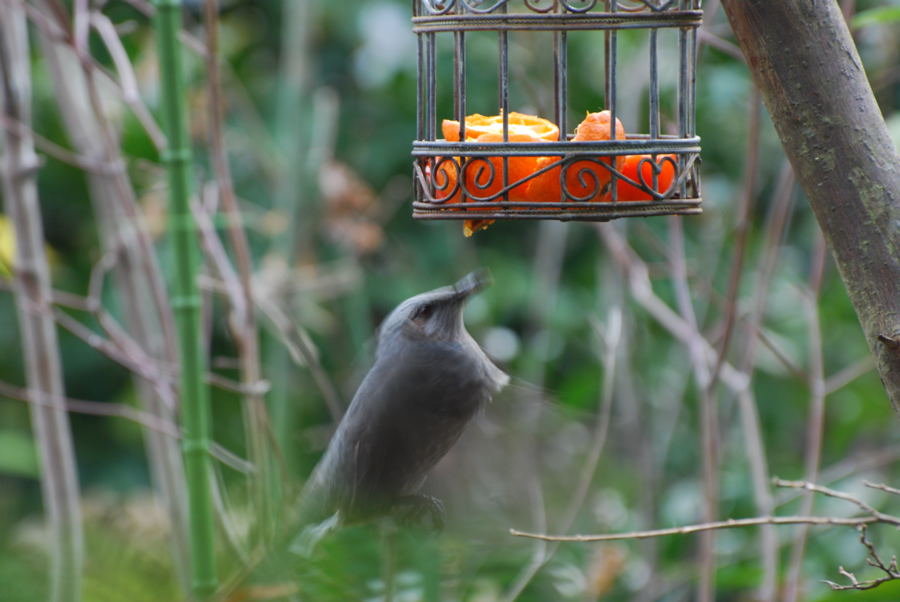 ���傢�����i���V�j�I���W�̒�