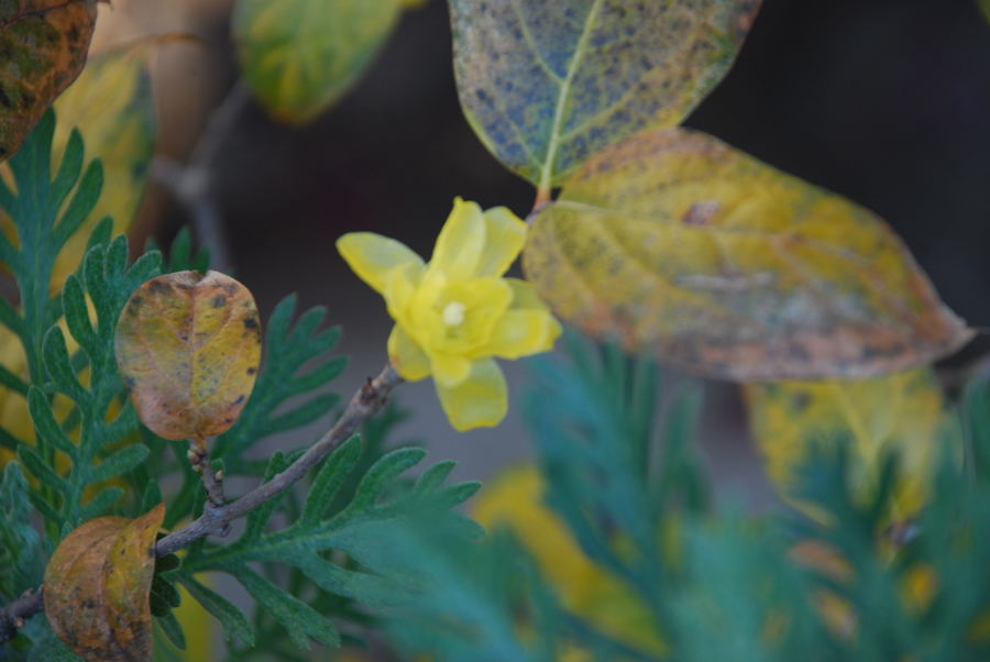 ���傢�����i���V�j�I���W�̒�