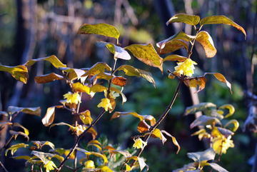 ���傢�����i���V�j�I���W�̒�