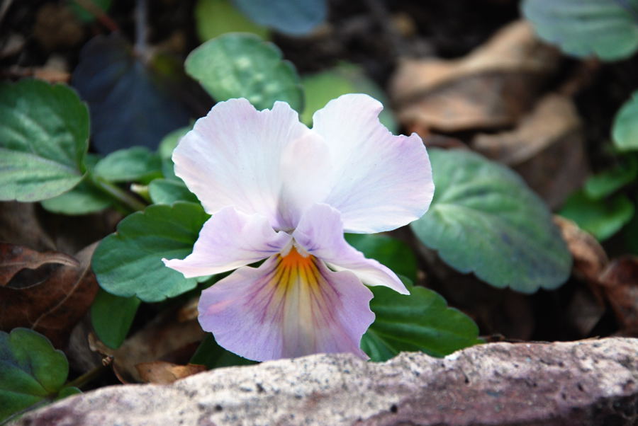 ���傢�����i���V�j�I���W�̒�