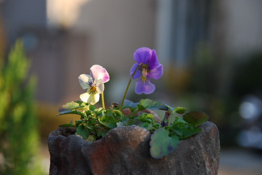 ���傢�����i���V�j�I���W�̒�