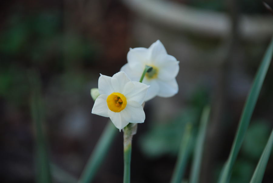 ���傢�����i���V�j�I���W�̒�