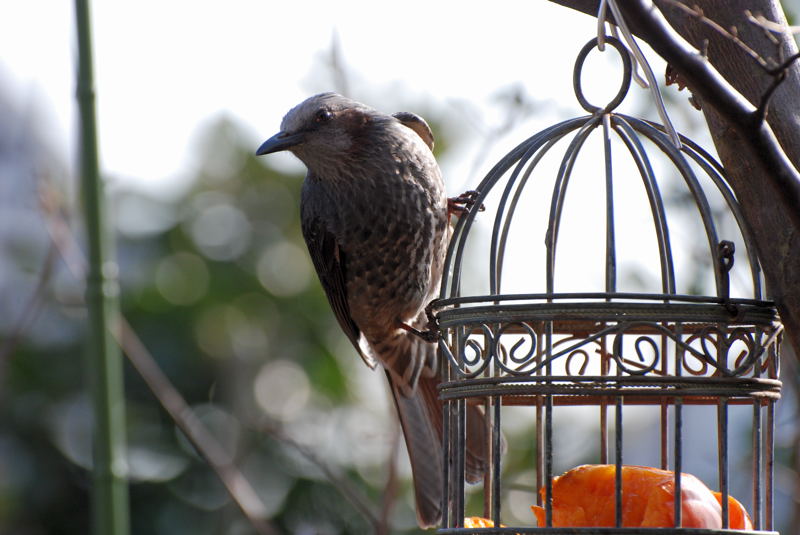 ���傢�����i���V�j�I���W�̒�