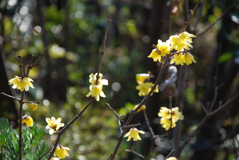 ���傢�����i���V�j�I���W�̒�