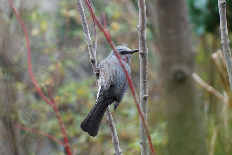 ���傢�����i���V�j�I���W�̒�