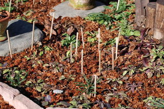 ���傢�����i���V�j�I���W�̒�