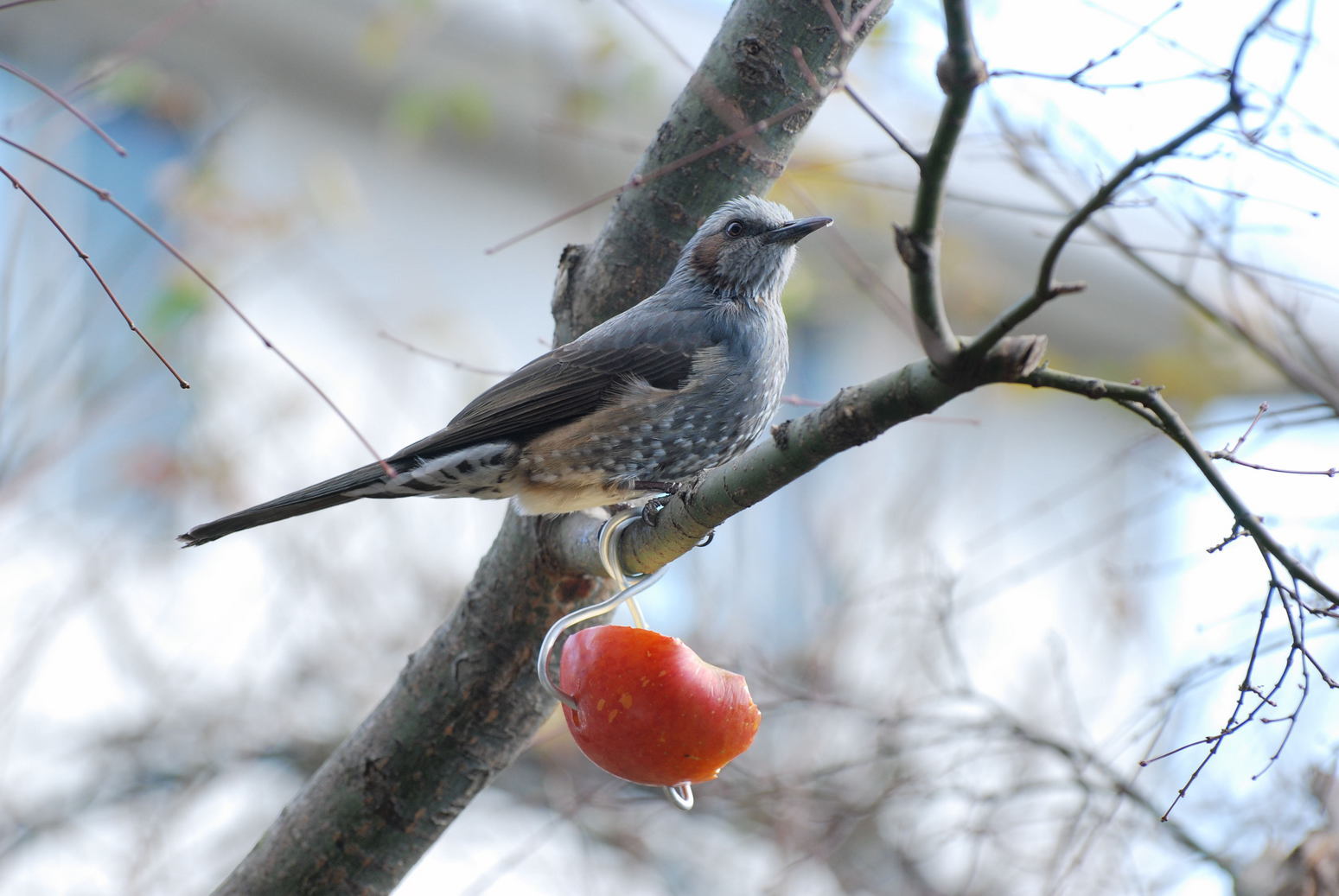 ���傢�����i���V�j�I���W�̒�