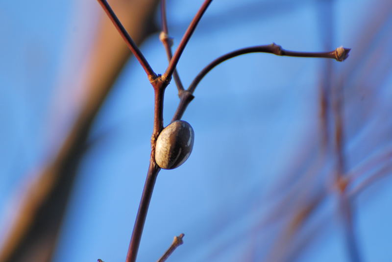 ���傢�����i���V�j�I���W�̒�