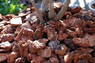 ���傢�����i���V�j�I���W�̒�