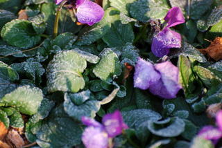 ���傢�����i���V�j�I���W�̒�