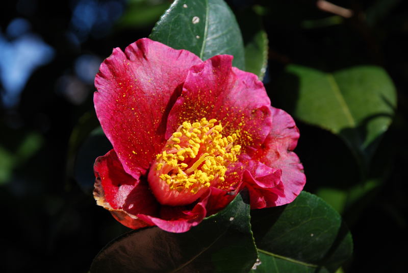 ���傢�����i���V�j�I���W�̒�