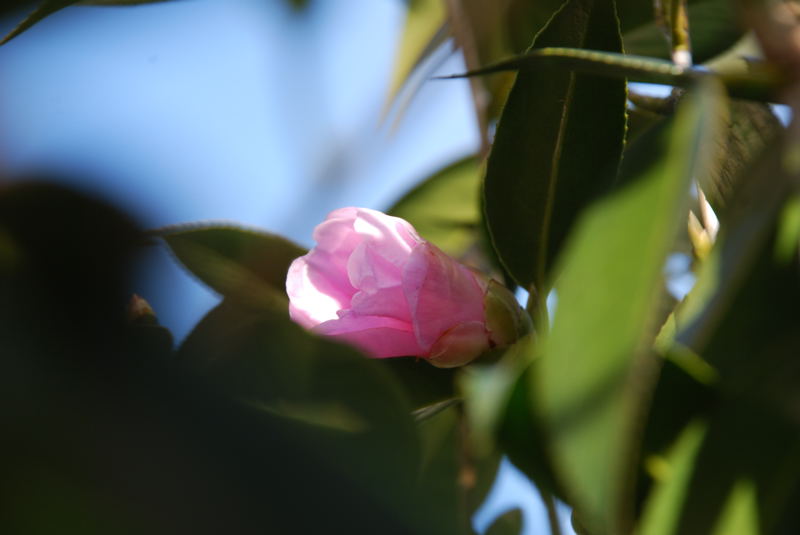 ���傢�����i���V�j�I���W�̒�