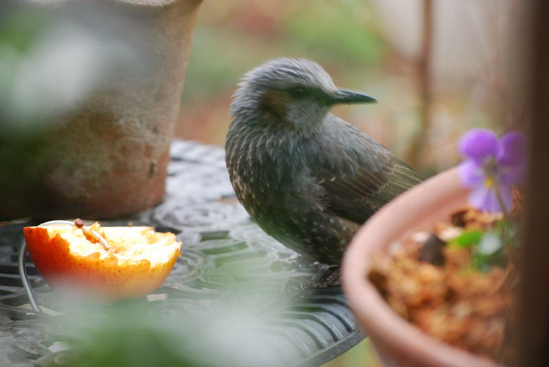 ���傢�����i���V�j�I���W�̒�