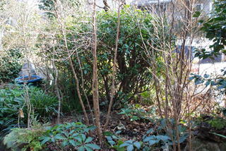 ���傢�����i���V�j�I���W�̒�