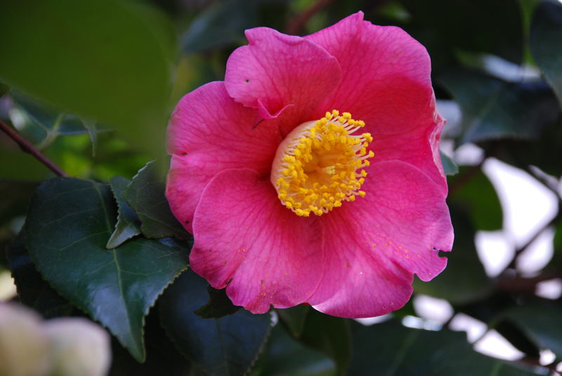 ���傢�����i���V�j�I���W�̒�