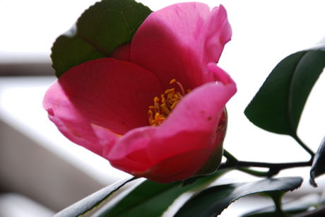 ���傢�����i���V�j�I���W�̒�