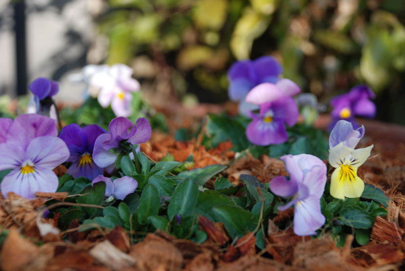 ���傢�����i���V�j�I���W�̒�