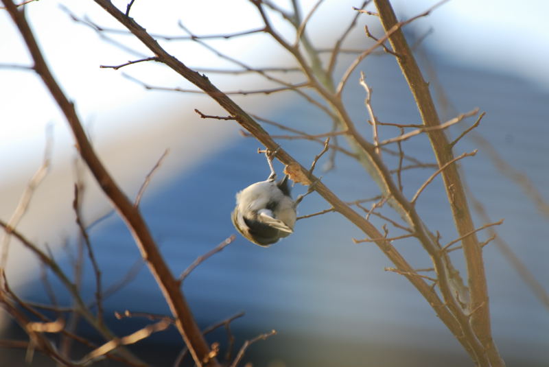 ���傢�����i���V�j�I���W�̒�