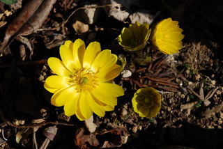 ���傢�����i���V�j�I���W�̒�