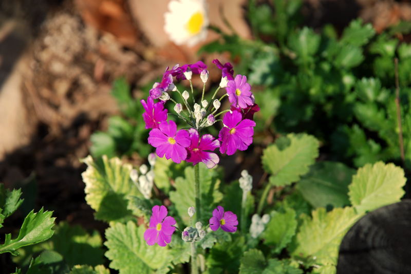 ���傢�����i���V�j�I���W�̒�