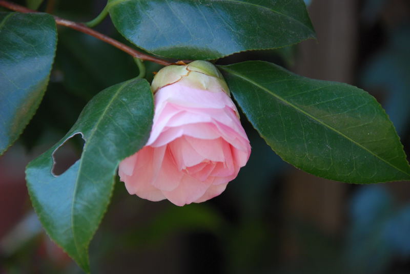 ���傢�����i���V�j�I���W�̒�