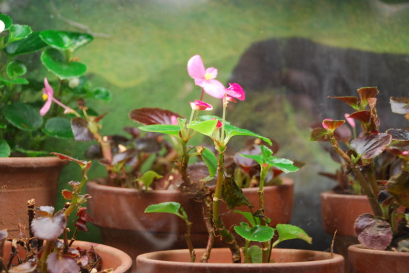 ���傢�����i���V�j�I���W�̒�