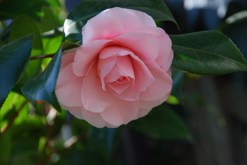 ���傢�����i���V�j�I���W�̒�