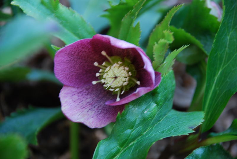 ���傢�����i���V�j�I���W�̒�