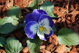 ���傢�����i���V�j�I���W�̒�