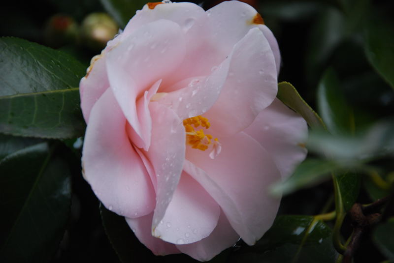 ���傢�����i���V�j�I���W�̒�