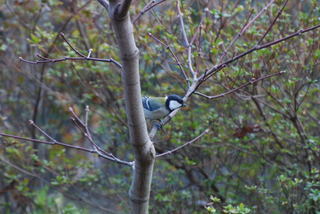 ���傢�����i���V�j�I���W�̒�