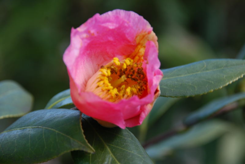 ���傢�����i���V�j�I���W�̒�