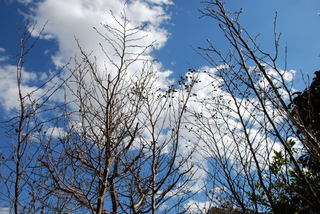 ���傢�����i���V�j�I���W�̒�