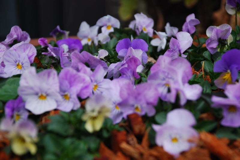 ���傢�����i���V�j�I���W�̒�