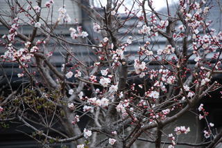 ���傢�����i���V�j�I���W�̒�