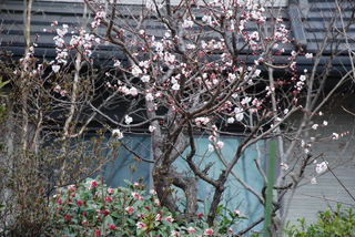 ���傢�����i���V�j�I���W�̒�