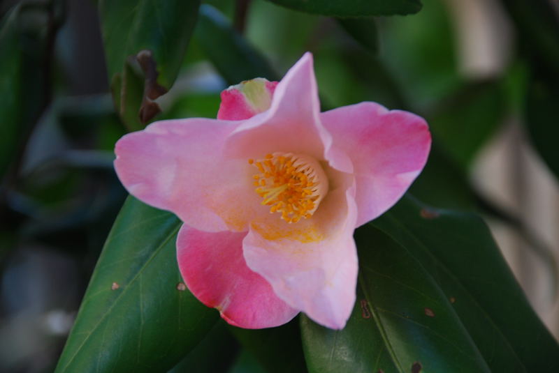 ���傢�����i���V�j�I���W�̒�