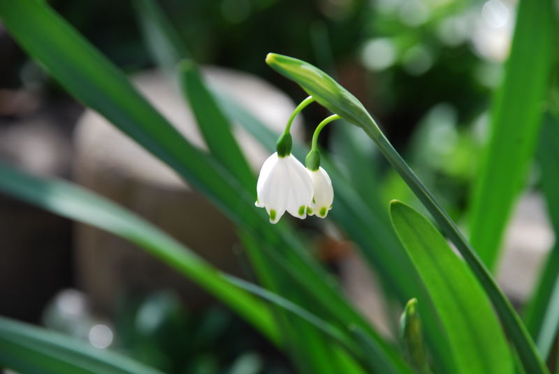 ���傢�����i���V�j�I���W�̒�