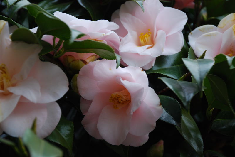 ���傢�����i���V�j�I���W�̒�