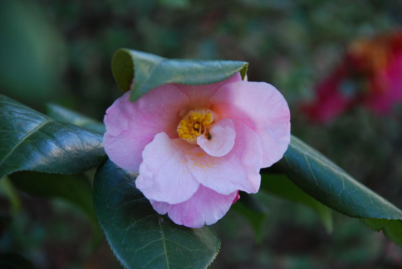 ���傢�����i���V�j�I���W�̒�