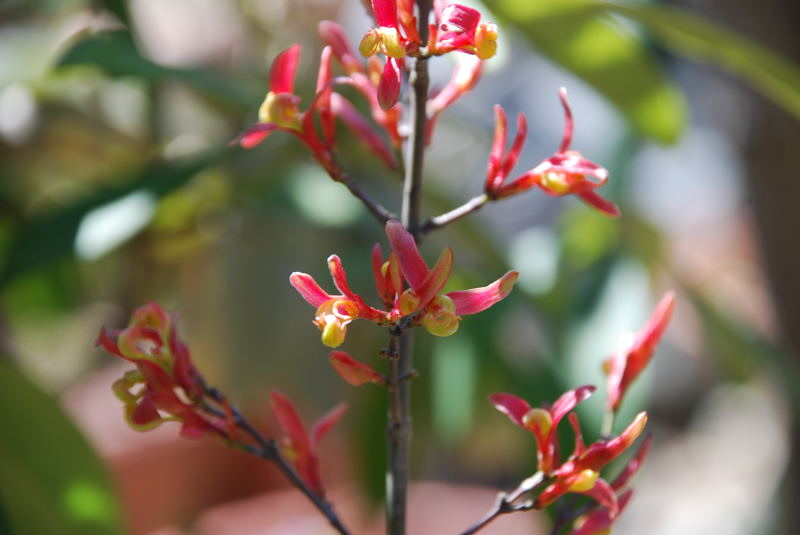 ���傢�����i���V�j�I���W�̒�