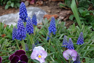 ���傢�����i���V�j�I���W�̒�