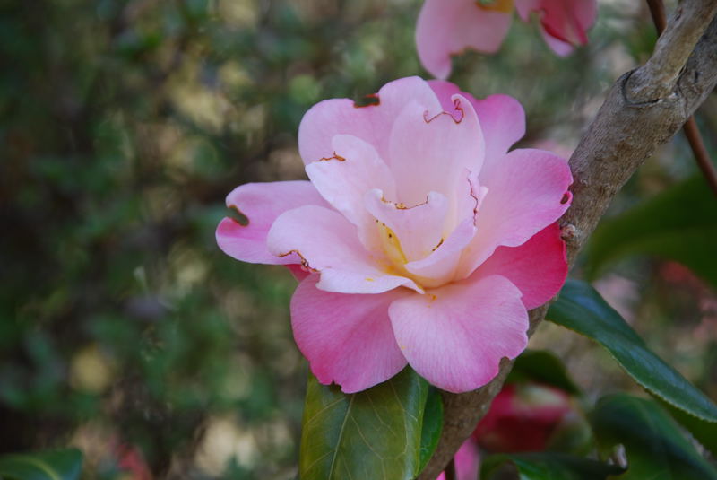 ���傢�����i���V�j�I���W�̒�