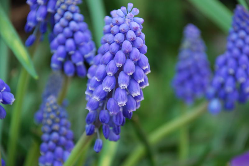 ���傢�����i���V�j�I���W�̒�