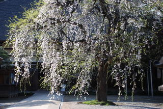 ���傢�����i���V�j�I���W�̒�