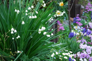 ���傢�����i���V�j�I���W�̒�