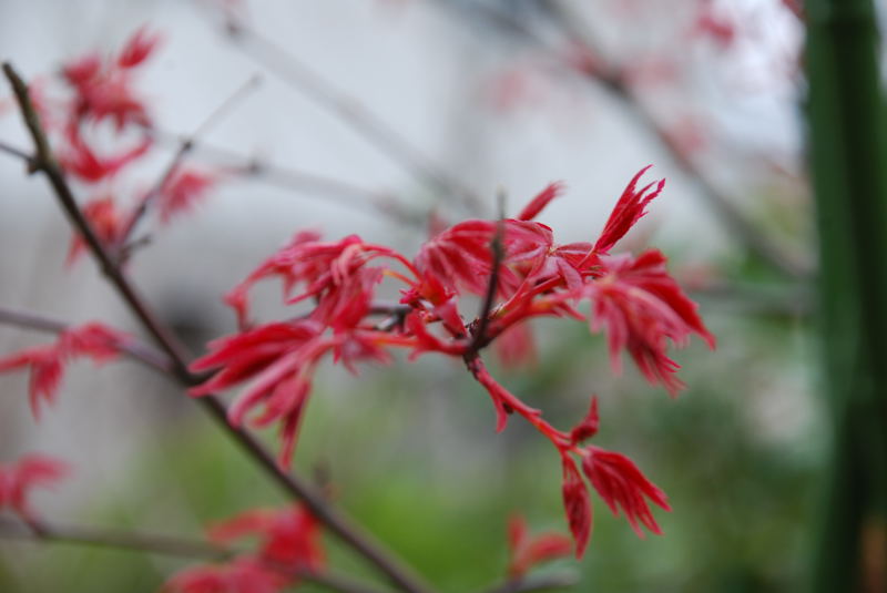 ���傢�����i���V�j�I���W�̒�