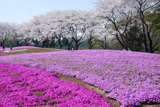 ���傢�����i���V�j�I���W�̒�