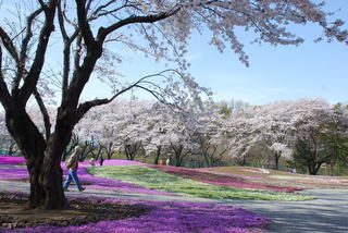 ���傢�����i���V�j�I���W�̒�